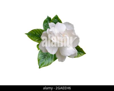 Gardenia jasminoides fleur parfumée et feuilles isolées sur blanc Banque D'Images