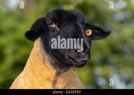 Gros plan sur un visage d'un pedigree Suffolk. North Yorkshire, Royaume-Uni. Banque D'Images