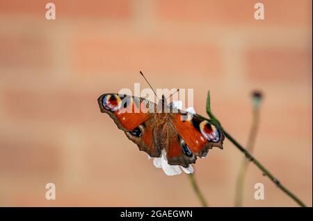 Papillon Peacock, Aglais io, reposant sur une fleur blanche Banque D'Images