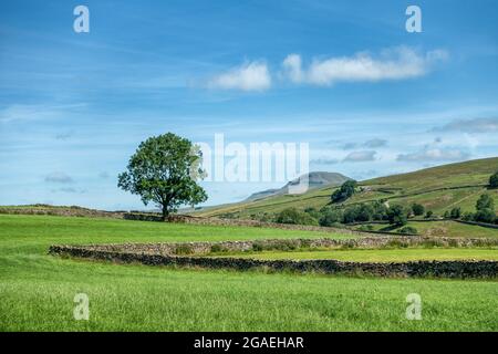 Vue insolite de Pen-y-ghent avec arbre de Stainforth Lane, par beau temps estival, Stainforth, parc national de Yorkshire Dales. Paysage du Royaume-Uni. Banque D'Images