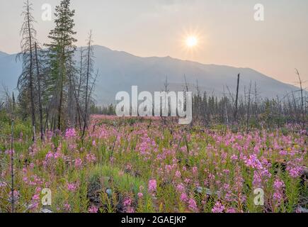 La mouchee (Chamaenerion angustifolium) croît parmi les accrocs d'arbres de feu de forêt dans le parc national Kootenay, Colombie-Britannique, Canada Banque D'Images