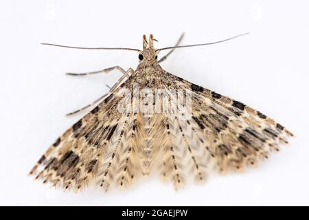 Vingt-plume - Alucita hexadactyla , isolé sur fond blanc, Royaume-Uni Banque D'Images