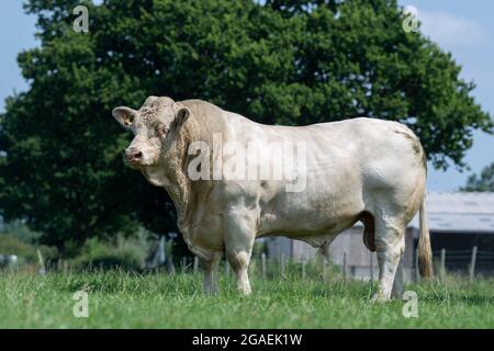 Puissant taureau de race Charolais en pâturage avec troupeau de bétail. Yorkshire, Royaume-Uni. Banque D'Images