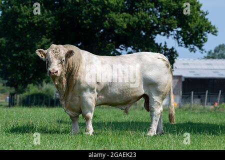 Puissant taureau de race Charolais en pâturage avec troupeau de bétail. Yorkshire, Royaume-Uni. Banque D'Images