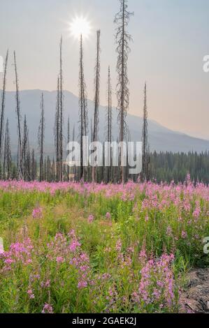 La mouchee (Chamaenerion angustifolium) croît parmi les accrocs d'arbres de feu de forêt dans le parc national Kootenay, Colombie-Britannique, Canada Banque D'Images