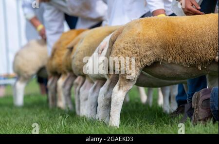 Présentation de moutons Beltex au Great Yorkshire Show, 2021. Banque D'Images