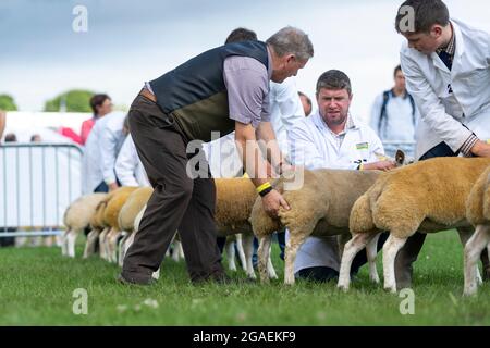 Présentation de moutons Beltex au Great Yorkshire Show, 2021. Banque D'Images