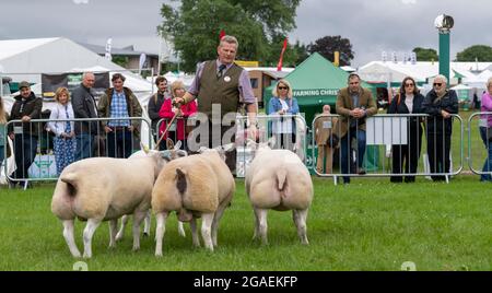 Présentation de moutons Beltex au Great Yorkshire Show, 2021. Banque D'Images