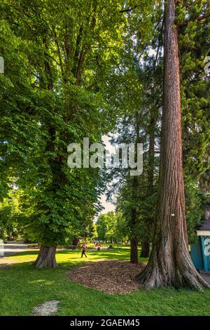 Séquoias géants dans le jardin de l'Europe à Annecy. Annecy, haute-Savoie, Auvergne-Rhône-Alpes, France, Europe Banque D'Images