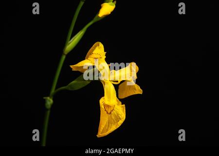 Plante de Daffodil à tige verte et fleurs jaunes Banque D'Images