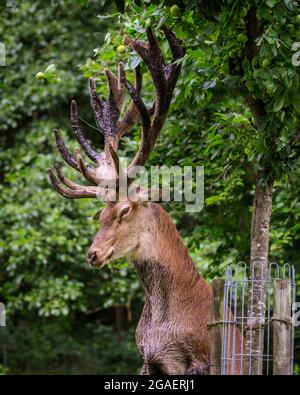 Duelmen, NRW, Allemagne. 30 juillet 2021. Un cerf de Virginie (cervus elaphus) a clairement une idée d'un changement de régime et a fait son chemin au jardin de la loge de l'forestier, puis se met rudement sur ses pattes arrière pour déloger les pommes d'un pommier, à plusieurs reprises. Plus tard, il s'emparle à travers une dizaine de pommes avant de remonter dans la forêt. Credit: Imagetraceur/Alamy Live News Banque D'Images