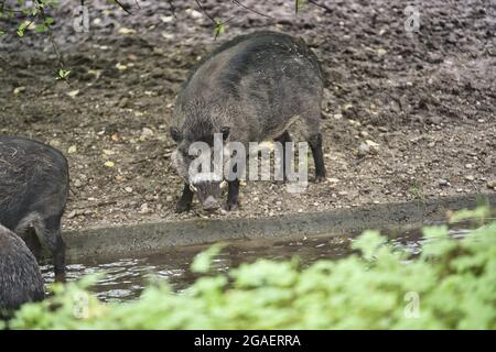 Gros plan du cochon de guerre Visayan debout sur un sol devant une petite flaque Banque D'Images