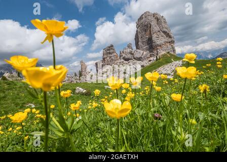 Herbe verte fraîche et fleurs jaunes paysage photo avec formation de roche Cinque Torri, Cinque Torri di Averau pics 2361m dans la province de Belluno, norther Banque D'Images