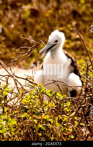 Oiseau frégate blanc moelleux poussin nid Banque D'Images