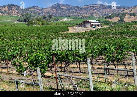 Magnifiques vignobles de Napa Valley au début de l'été Banque D'Images