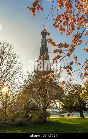 Paris, France - 8 mars 2021 : tour Eiffel emblématique vue depuis le jardin du champ de mars à Paris avec fleur de cerisier en premier plan Banque D'Images