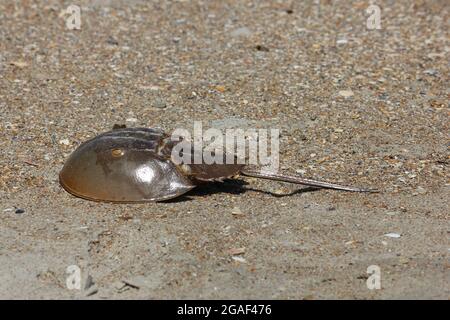 Un crabe en fer à cheval solitaire traversant la plage sur le sable à Outer Banks, en Caroline du Nord Banque D'Images