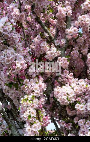 Fleur de cerisier coulant - Prunus Banque D'Images