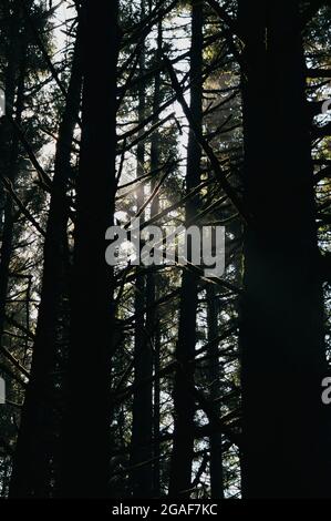 Rayon de lumière du soleil traversant les pins noirs de l'Oregon Banque D'Images