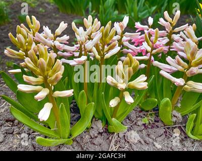 Jacinthe rose fleurs au début des bourgeons fleuris . Fleurs de jacinthe fraîches, roses et blanches, au début du printemps, qui poussent dans le jardin. Banque D'Images