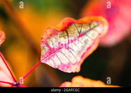 Beaux motifs sur la feuille de l'arbre de fumée ou euphorbia cotinifolia en automne.feuillage d'automne. Arrière-plan coloré et doux. Banque D'Images