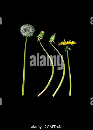 Quatre pissenlits (Taraxacum officianalis) à différents stades de développement, du bourgeon à la fleur en passant par la tête de semis. Banque D'Images