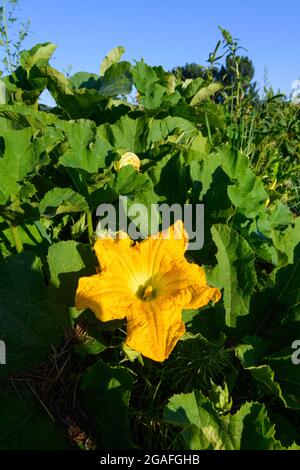 Une fleur en été dans un champ de citrouilles commerciales qui poussent dans la vallée de Snoqualmie, dans l'État de Washington Banque D'Images