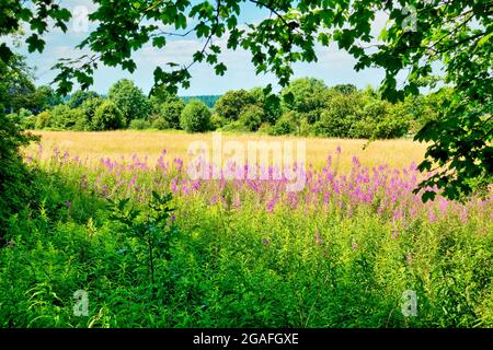 Warminster, Wiltshire, Royaume-Uni - juillet 15 2021 : Rosebay Willowherb ou Fireweed Chamaenerion angustifolium croissant en bordure d'un champ. Banque D'Images