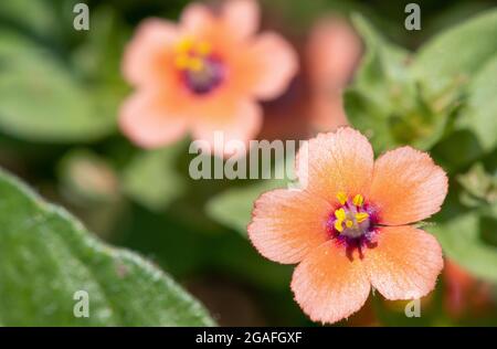 Gros plan d'une fleur de calaque (anagallis arvensis) en fleur Banque D'Images