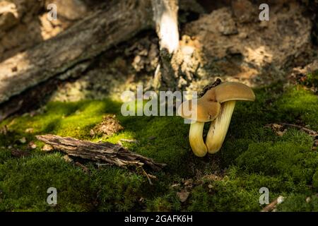 Des champignons dans une forêt Banque D'Images