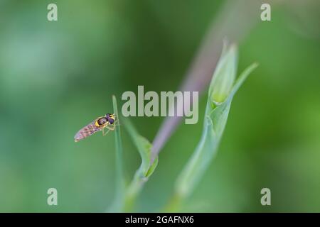 Hoverflies, également appelé mouches de fleurs ou mouches syrphides Banque D'Images