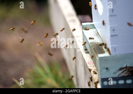 Petite ferme d'apiculture à Mendocino, Californie. Banque D'Images