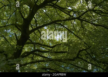 Arrière-plan de l'arbre abstrait plein cadre. Le tronc et les branches sombres combinés à des feuilles vertes denses obscurcissent le ciel bleu d'été. Très grand arbre britannique Banque D'Images