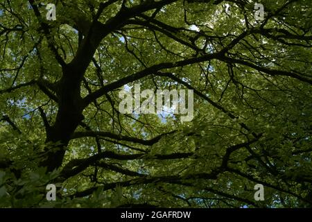 La grande verrière d'arbre à feuilles caduques obscurcit le ciel bleu ensoleillé. Arrière-plan abstrait de la nature regardant au niveau du sol. Tronc et branches presque silhouetés Banque D'Images