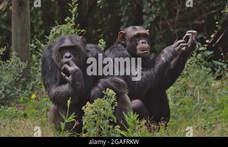 Deux chimpanzés assis ensemble dans le fond de la forêt sauvage de l'OL Pejeta Conservancy, Kenya. On sent ses doigts et un autre se raye son bras. Banque D'Images