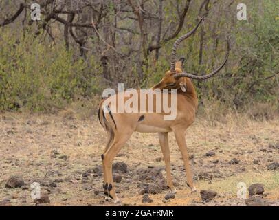 Magnifique homme impala le nettoyage et le toilettage de son dos dans le parc national sauvage de Meru, Kenya Banque D'Images