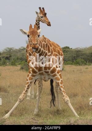 Une girafe réticulée se penche après avoir pris une boisson d'eau avec la langue qui colle à tricherie tandis qu'un autre stand se protège derrière elle dans la nature, le Kenya Banque D'Images