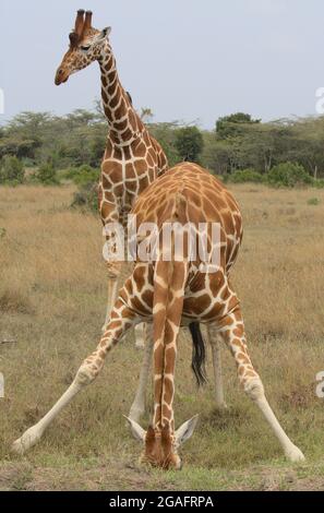 Une girafe réticulée écartant les jambes et se plie pour prendre une gorgée d'eau tandis qu'une autre garde derrière elle dans la nature, le Kenya Banque D'Images