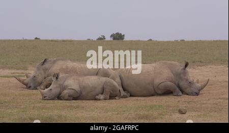 Un accident de rhinocéros blancs du sud, y compris un veau qui se repose dans les plaines sauvages de l'OL Pejeta Conservancy, Kenya Banque D'Images