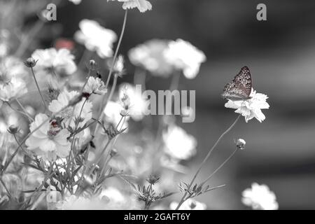 Peint papillon jezebel sur une fleur Banque D'Images