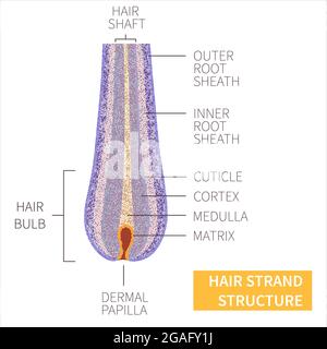 Structure des brins de cheveux, illustration Banque D'Images