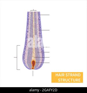 Structure des brins de cheveux, illustration Banque D'Images