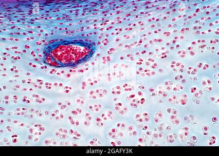 Cartilage hyaliné, micrographe léger Banque D'Images