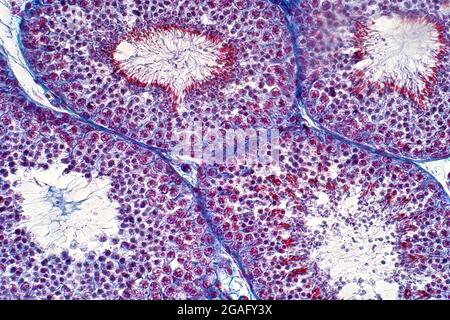 Testicule humain, micrographe léger Banque D'Images