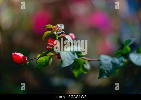 Vue de dessus composition de fleurs rouges et vertes tiges disposées en rangée sur fond noir Banque D'Images