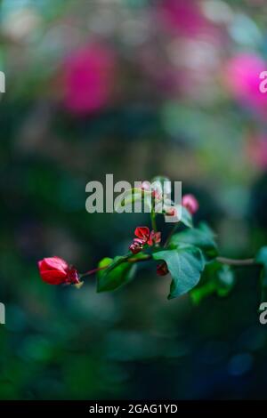 Vue de dessus composition de fleurs rouges et vertes tiges disposées en rangée sur fond noir Banque D'Images