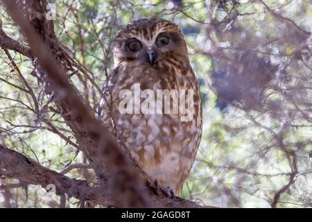 Le Southern Boobook Owl est en pleine nuit dans un Bush Banque D'Images