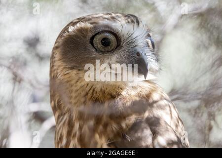 Le Southern Boobook Owl est en pleine nuit dans un Bush Banque D'Images