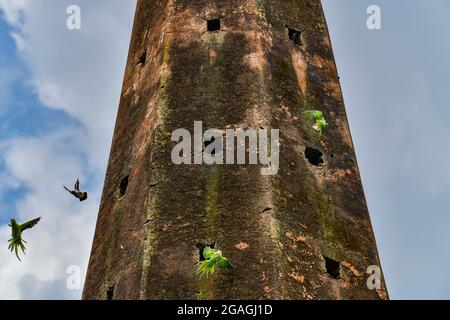 Dhaka, Bangladesh. 26 juillet 2021. Parakeet et Jungle myna à anneaux roses, sur le mur d'un ancien temple à Keraniganj, Dhaka, Bangladesh, le 30 juillet 2021. (Photo de Zabed Hasnain Chowdhury/SOPA Images/Sipa USA) crédit: SIPA USA/Alay Live News Banque D'Images