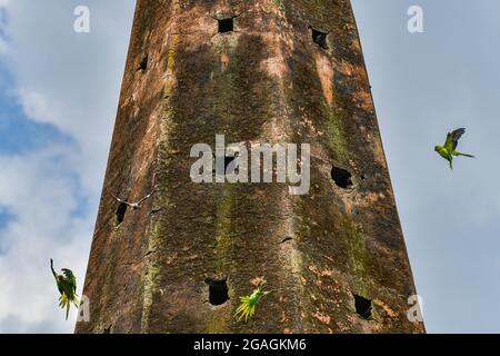 Dhaka, Bangladesh. 26 juillet 2021. Parakeet et Jungle myna à anneaux roses, vue sur le mur d'un ancien temple de Keraniganj. Crédit : SOPA Images Limited/Alamy Live News Banque D'Images